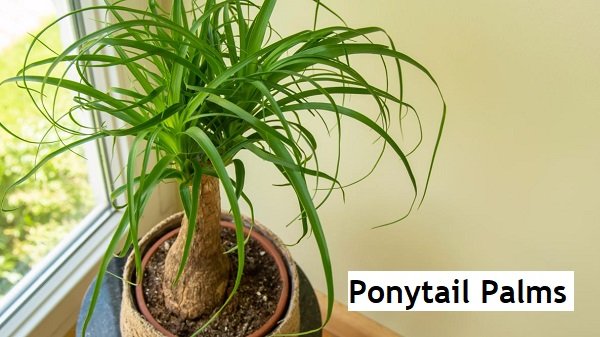 plants that look like hair